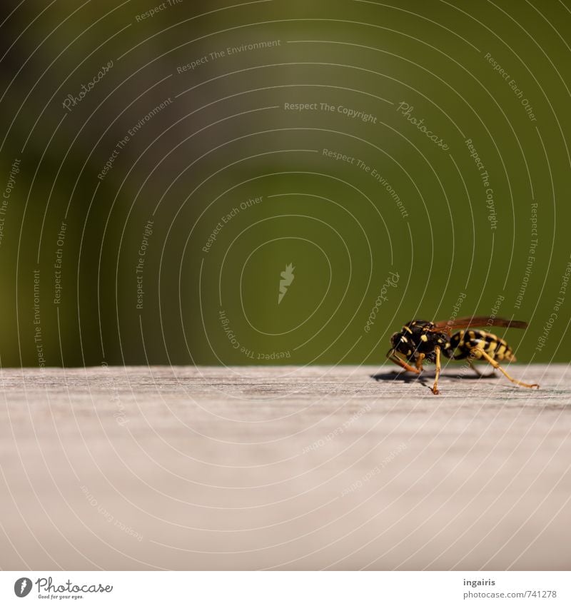 Lautlos Natur Tier Wildtier Wespen Insekt 1 Holz Arbeit & Erwerbstätigkeit hocken klein gelb grau grün schwarz anstrengen Außenaufnahme Nahaufnahme