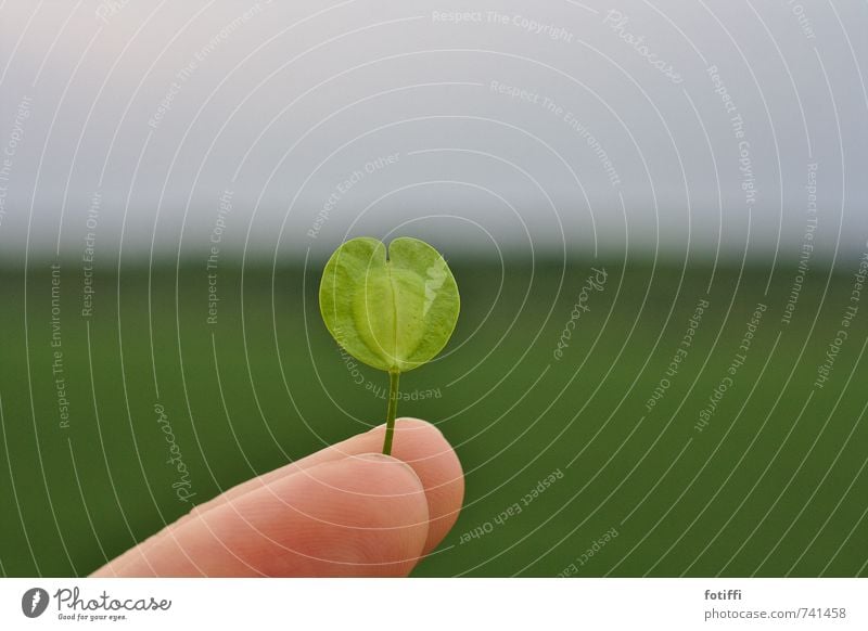 Liebe am Stiel Natur Landschaft Pflanze Frühling Sträucher Blatt Grünpflanze Wiese Wald grün Beginn Energie Kommunizieren Lebensfreude Leichtigkeit nachhaltig