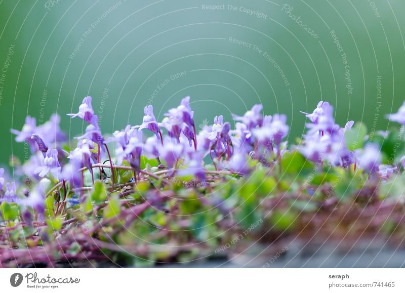 Cymbalaria muralis ""Cymbalaria muralis"" ""ivy-leaved toadflax"" ""Kenilworth ivy"" Blütenknospen Blume Blütenblatt Kelchblatt Pflanze niedlich frisch zart