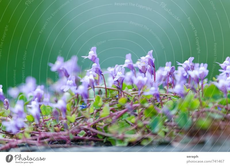 Zimbelkraut ""Cymbalaria muralis"" ""ivy-leaved toadflax"" ""Kenilworth ivy"" Blütenknospen Blume aufdringlich Blütenblatt Kelchblatt wall Pflanze Wachstum