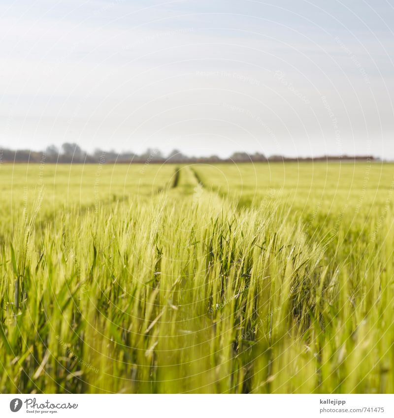 der sommer ist da Beruf Arbeitsplatz Landwirtschaft Forstwirtschaft Umwelt Natur Landschaft Pflanze Tier Klima Wetter Grünpflanze Nutzpflanze Feld nachhaltig