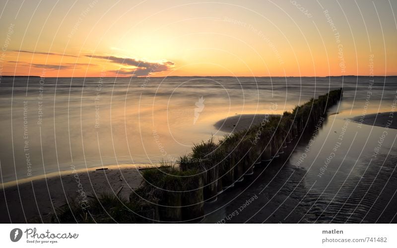 Grashalme Natur Landschaft Sand Wasser Himmel Wolken Horizont Sonne Sonnenaufgang Sonnenuntergang Frühling Schönes Wetter Küste blau grau orange Haff