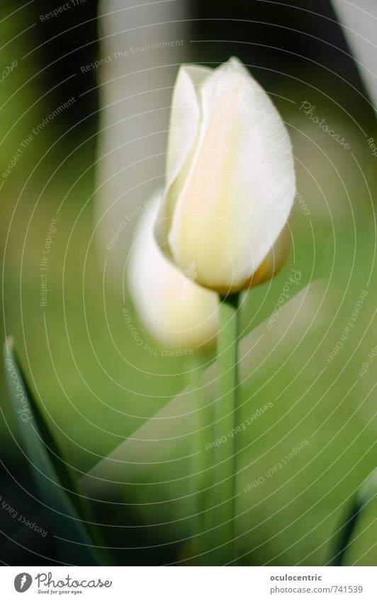 Köstlich Natur Pflanze Frühling Blüte Garten hell schön träumen weiß grün Tulpe Tulpenblüte Gras weich zerbrechlich Vergänglichkeit Nahaufnahme Duft Sommer