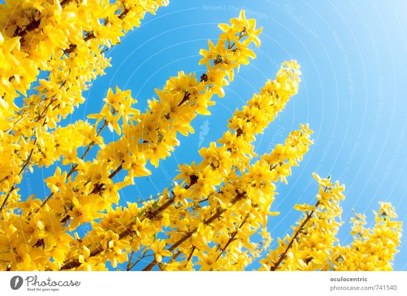 Frühlingsstengel Umwelt Natur Pflanze Himmel Wolkenloser Himmel Sommer Schönes Wetter Blume Sträucher Grünpflanze Wildpflanze Forsithie Garten Park Wachstum