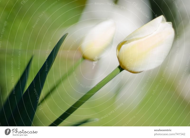 Tulpenhaftigkeit Natur Pflanze Blume Blüte Blühend Duft Blatt Garten Wachstum ästhetisch schön Fröhlichkeit weiß grün Frühling Sommer Sonnenstrahlen Wärme weich