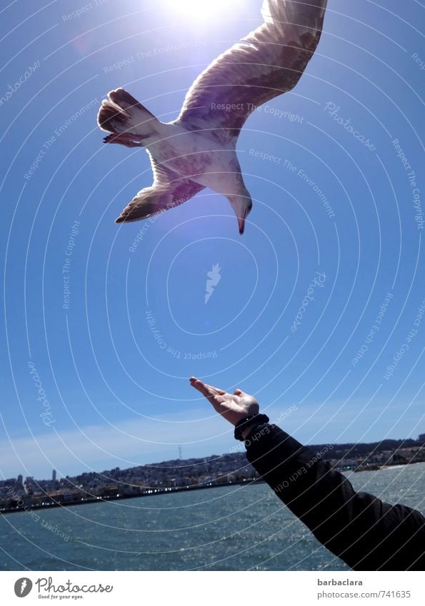 Verlockung | verlockendes Angebot Arme Hand 1 Mensch Wasser Himmel Sonne Meer Stadt Vogel Möwe Tier fliegen maritim blau Freude Vertrauen Tierliebe