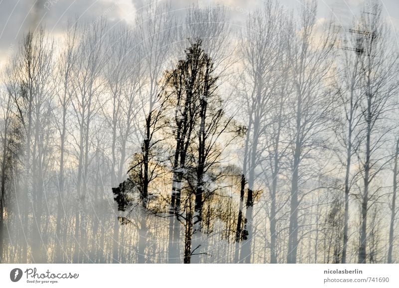 In den dunkelsten Stunden Umwelt Natur Pflanze Himmel Wolken Sonnenaufgang Sonnenuntergang Baum Wald außergewöhnlich gruselig Menschlichkeit Solidarität