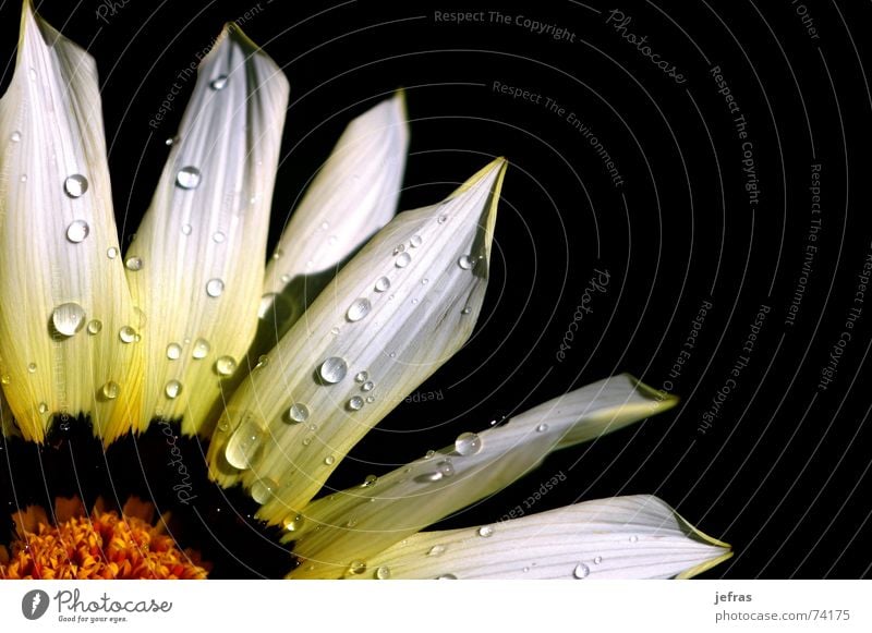 flower with rain drops Nahaufnahme Pflanze Makroaufnahme Natur Detailaufnahme miscellaneous water