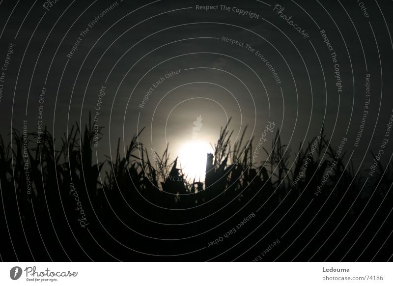 Mond hinter Maisfeld Nacht Stimmung Abendsonne Mondschein Dämmerung dunkel shining Korn verstecken