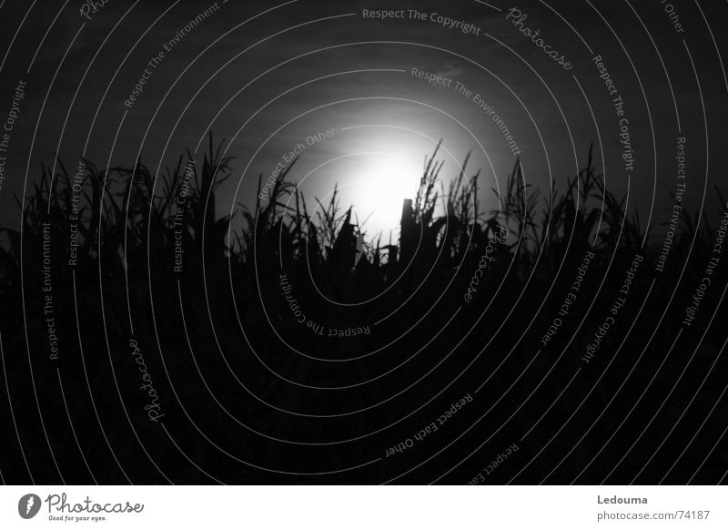 Mond hinter Maisfeld B/W schwarz weiß Nacht dunkel Abendsonne Mondschein Dämmerung Schwarzweißfoto black white shining Korn