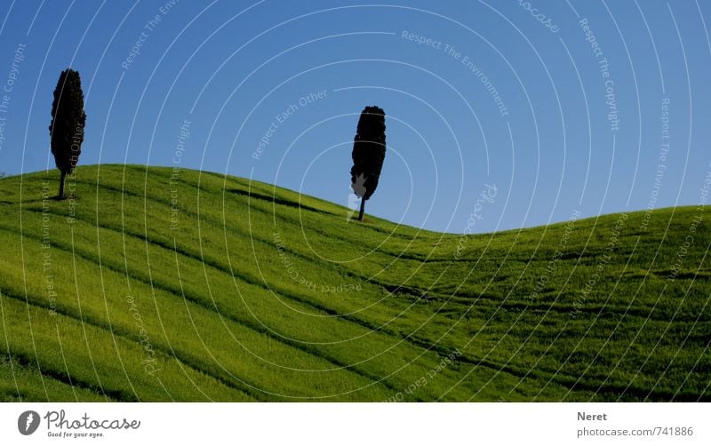 Toskana Natur Landschaft Pflanze Wolkenloser Himmel Frühling Schönes Wetter Baum Zypresse Feld Hügel typische Toskanalandschaft Menschenleer Lebensfreude