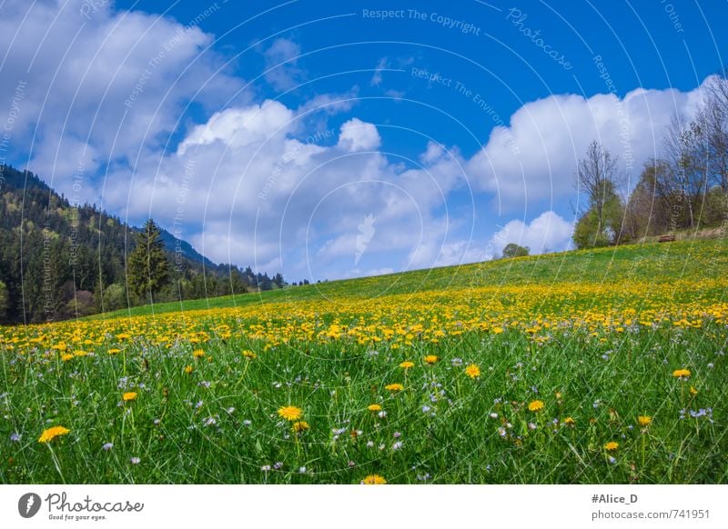 Blühende Landschaft Natur Pflanze Himmel Sonne Sonnenlicht Frühling Schönes Wetter Blume Blüte Wildpflanze Löwenzahn Wiese Hügel Blumenwiese Füssen Bundesadler