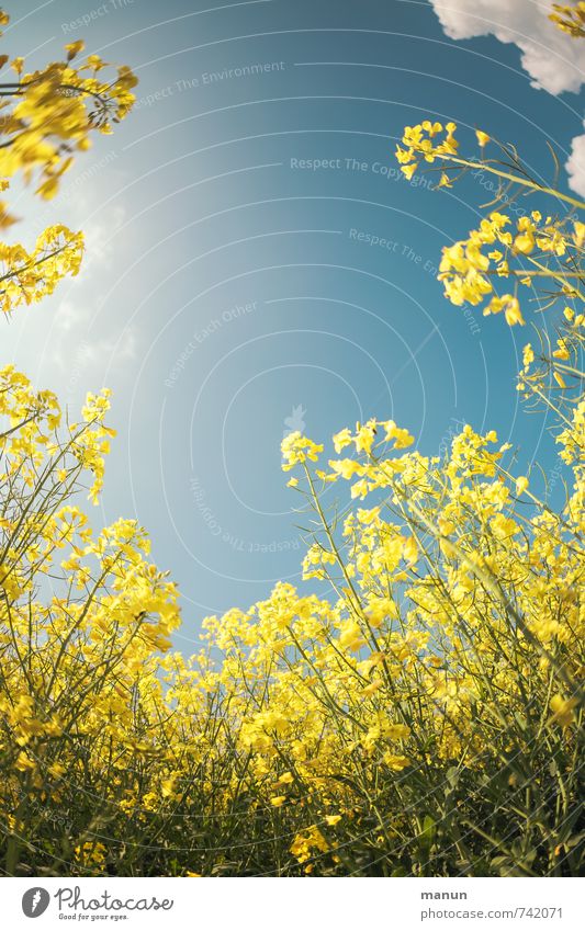 obligatorisches Raps-Foto Natur Frühling Schönes Wetter Pflanze Blüte Nutzpflanze Rapsfeld Rapsanbau Feld Farbfoto Außenaufnahme Menschenleer Textfreiraum Mitte