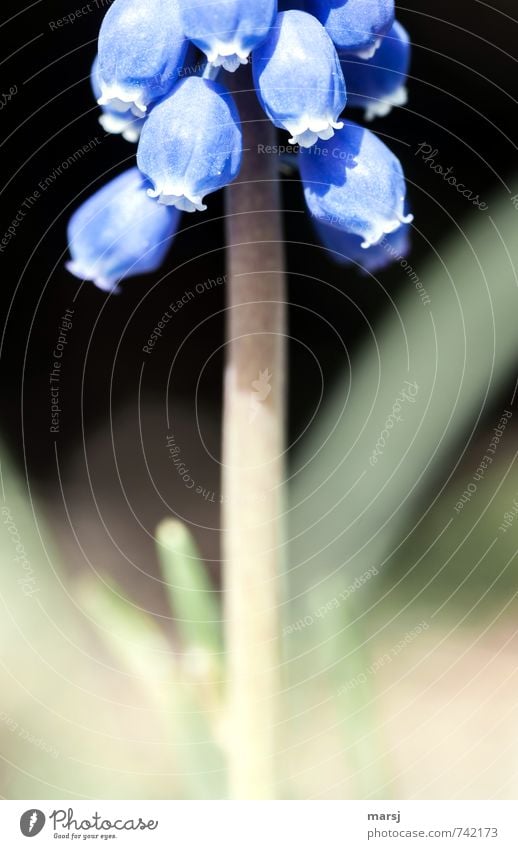 Das untere Viertel Pflanze Frühling Blume Blüte Traubenhyazinthe Garten Blühend Duft leuchten träumen einfach frisch einzigartig klein nah blau Kraft Leben