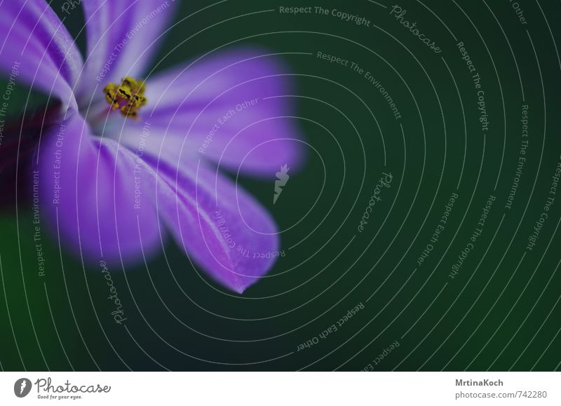 makro. Umwelt Natur Pflanze Frühling Sommer Blume Nutzpflanze Blütenknospen Blütenstempel violett gelb Blütenblatt Blühend atmen Farbfoto mehrfarbig