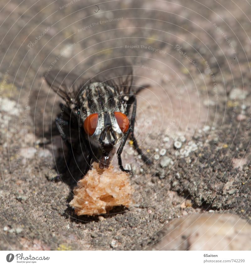 Kleine Fliege mit großem Hunger Essen Tier 1 Fressen füttern Blick sitzen natürlich Neugier ästhetisch Leben Lebensfreude Leichtigkeit Makroaufnahme