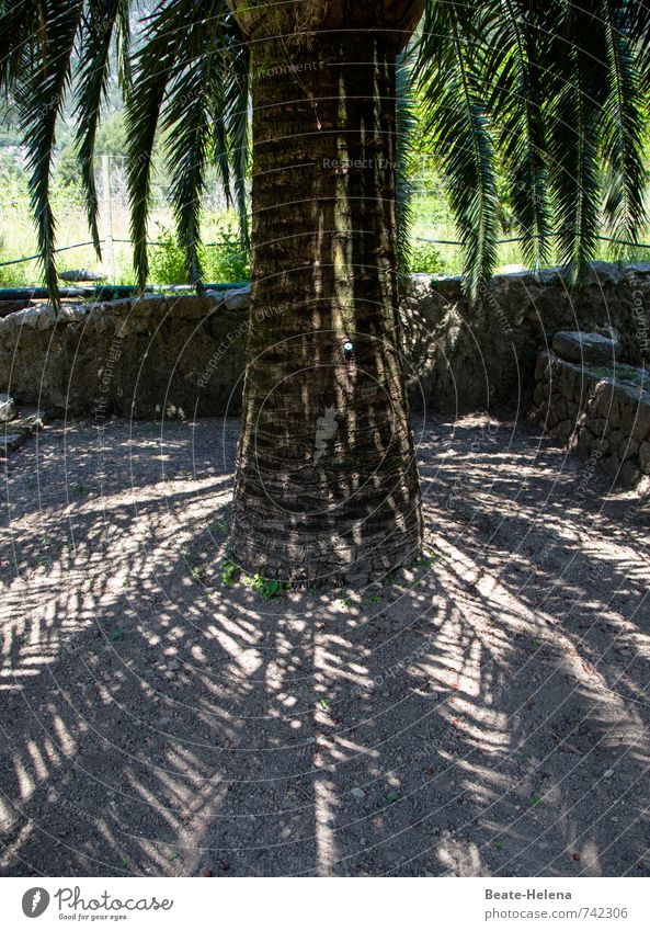 Palma de Mallorca Natur Sommer Pflanze Baum Palme Park Erholung genießen ästhetisch Gesundheit braun grün schwarz Zufriedenheit Geborgenheit Schatten Erhohlung