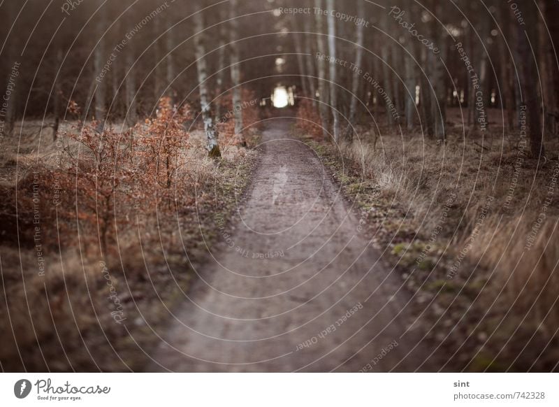 tunnelblick Ferien & Urlaub & Reisen Ausflug Abenteuer Ferne wandern Natur Baum Wald Erholung gehen Blick natürlich Vorfreude Mut Tatkraft ruhig Hoffnung