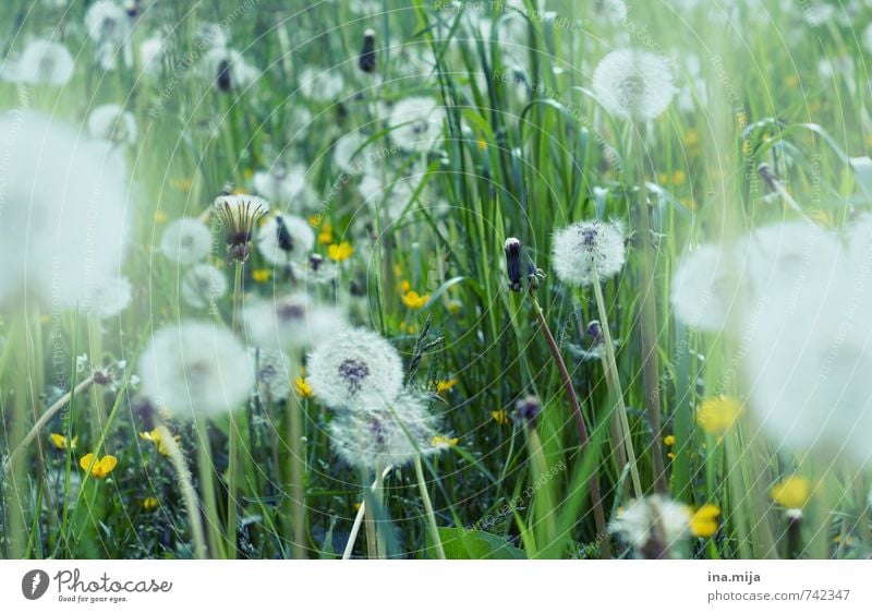 bald fliegen wir davon! Umwelt Natur Landschaft Pflanze Frühling Gras Wildpflanze Garten Park Wiese frisch nah grün weiß Löwenzahn Löwenzahnfeld Vergänglichkeit