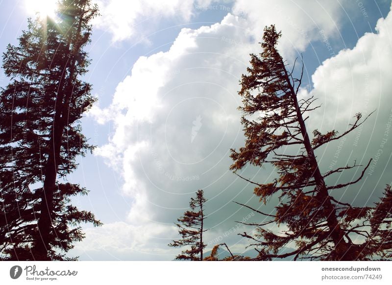 Look up in the sky Himmel grau Baum nordisch Nadelbaum Lebensfreude schön Bayern Baumstamm Niveau Wolken hoch Sommer oben clouds cloudy Wetter weather Firmament