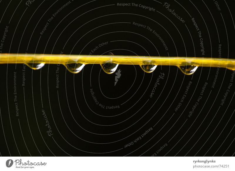 tropfen #2 Wäscheleine Schnur gelb Regen Tau Wassertropfen Herbst Reflexion & Spiegelung Baum 5 Gesellschaft (Soziologie) Zusammenhalt Seil Morgen mehrere