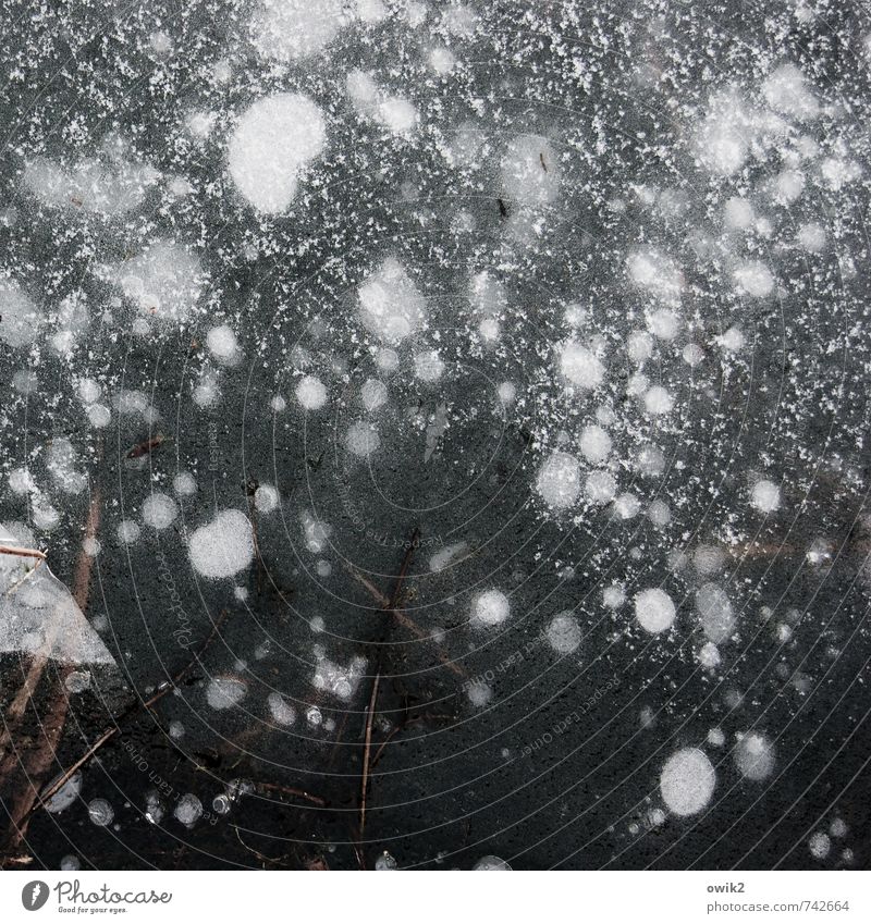 Blasenschwäche Umwelt Natur Eis Frost See frieren kalt Wasserblase gefroren Eisfläche Pulverschnee Winter Textfreiraum Farbfoto Gedeckte Farben Außenaufnahme