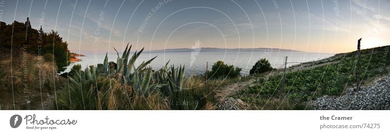 Panorama_Brac Panorama (Aussicht) Meer Kroatien Sonnenuntergang Agave Horizont Küste Stimmung schön Wasser Europa brac Wein Mittelmeer Himmel Insel Abend ruhig