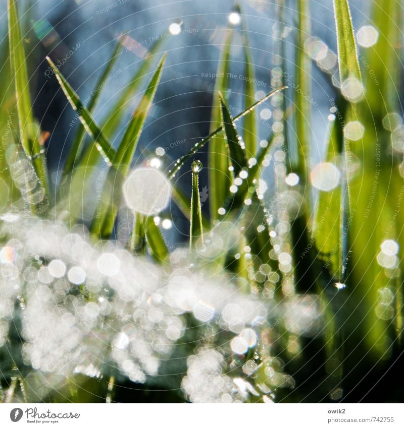 Mikrokosmos Umwelt Natur Pflanze Wassertropfen Klima Wetter Schönes Wetter Gras Blatt Wildpflanze Halm glänzend leuchten außergewöhnlich fantastisch frisch hell