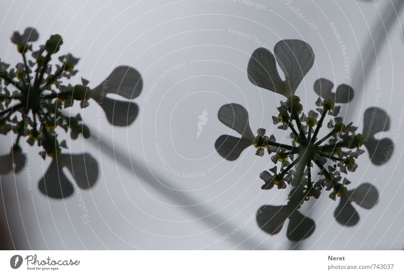 Schleifenblume Natur Pflanze Blume Blüte Wildpflanze Schleifenblumen ästhetisch grau grün Ordnungsliebe elegant Gegenlicht Außenaufnahme Nahaufnahme