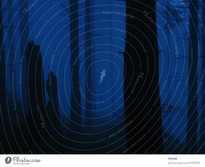 Blair Witch Wald Baum Baumstumpf unheimlich gruselig grauenvoll dunkel Nebel Angst Alptraum schwarz Hexe Zauberer Geister u. Gespenster spukhaft bedrohlich