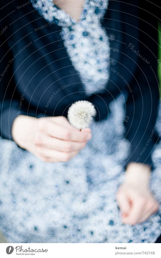 Ready to be gepusted Lifestyle Stil Mensch feminin Frau Erwachsene Arme Hand Finger 1 Blume Löwenzahn Kleid Weste festhalten schön blau weiß Glück