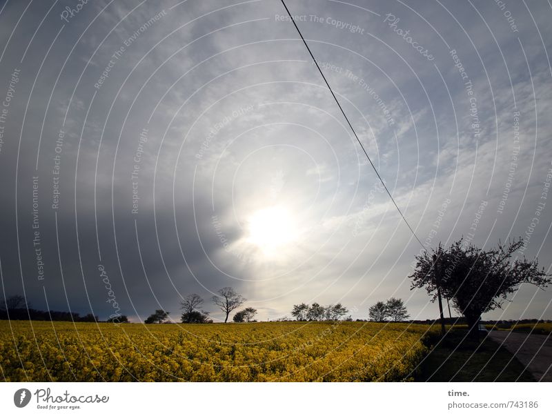 Nach dem Regen Energiewirtschaft Hochspannungsleitung Umwelt Natur Landschaft Himmel Wolken Horizont Schönes Wetter Pflanze Baum Nutzpflanze Rapsfeld Feld