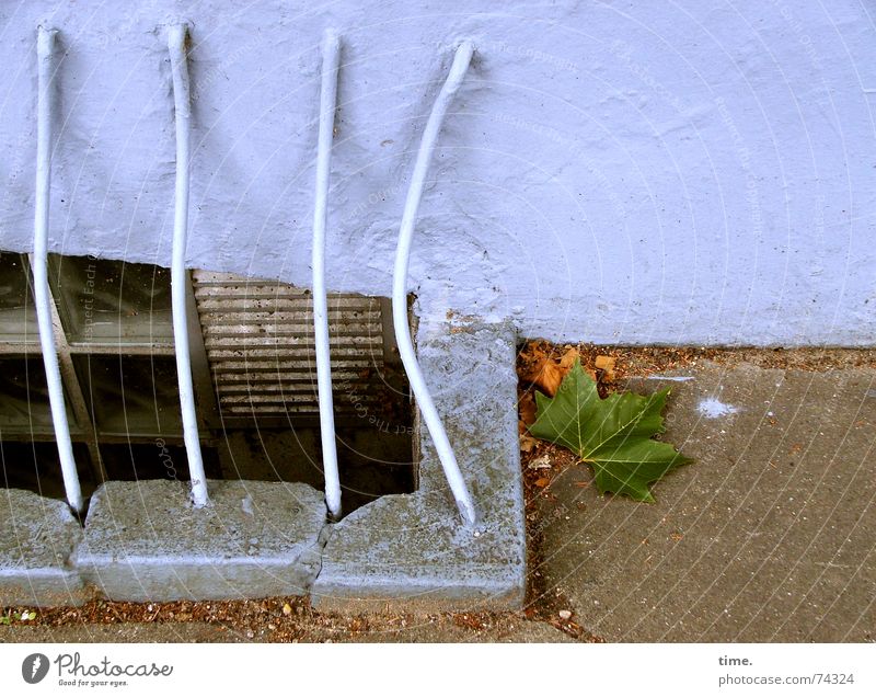 Stilleben mit Beule Gedeckte Farben Außenaufnahme Keller Herbst Blatt Mauer Wand blau Gitter Hinterhof Eisen Geländer Treppenabsatz ungefegt blue iron autumn