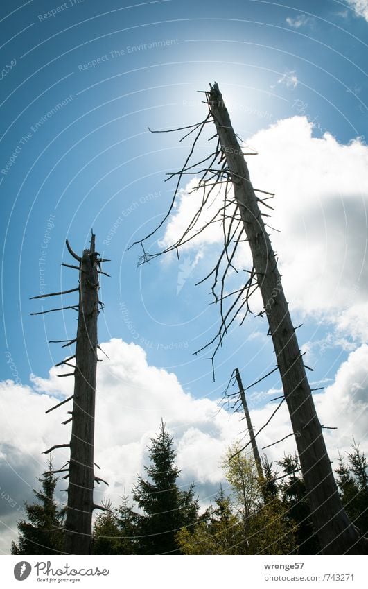 Totes Holz Umwelt Natur Pflanze Himmel Wolken Frühling Baum Wald Harz alt blau standhaft Tod Baumstamm Totholz skurril himmelblau Sonne Gegenlicht Silhouette