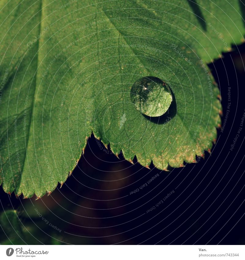 o² Natur Pflanze Wassertropfen Blatt Garten frisch klein nass grün Farbfoto Gedeckte Farben Außenaufnahme Nahaufnahme Makroaufnahme Menschenleer Tag