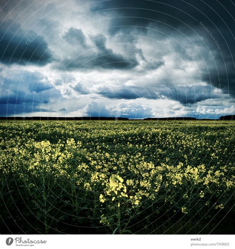 Kraftwerk Umwelt Natur Landschaft Pflanze Gewitterwolken Horizont Wetter schlechtes Wetter Wind Nutzpflanze Rapsfeld Rapsanbau Rapsblüte Feld Blühend Wachstum