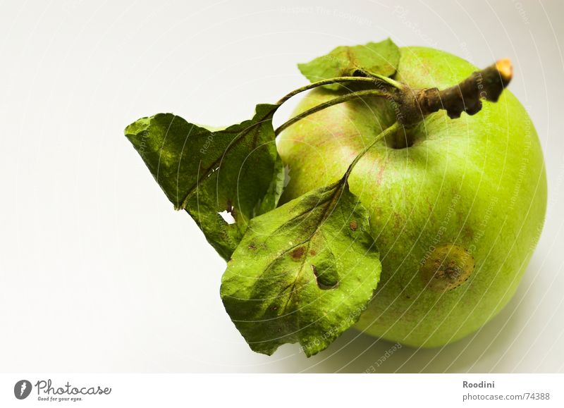 Der Apfel ansich grün Schwerkraft Saft Gesundheit Zahnbürste Originalität authentisch lecker Fruchtzucker Vitamin Baum Blatt Stengel häuten reif Erntedankfest