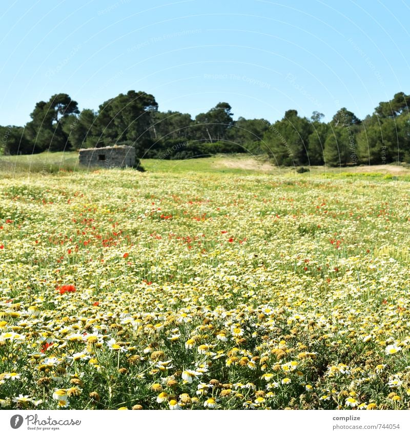 Blumenwiese ruhig Duft Ferien & Urlaub & Reisen Tourismus Wolkenloser Himmel Sonne Pflanze Baum Gras Sträucher Garten Park Wiese Horizont Idylle Margerite