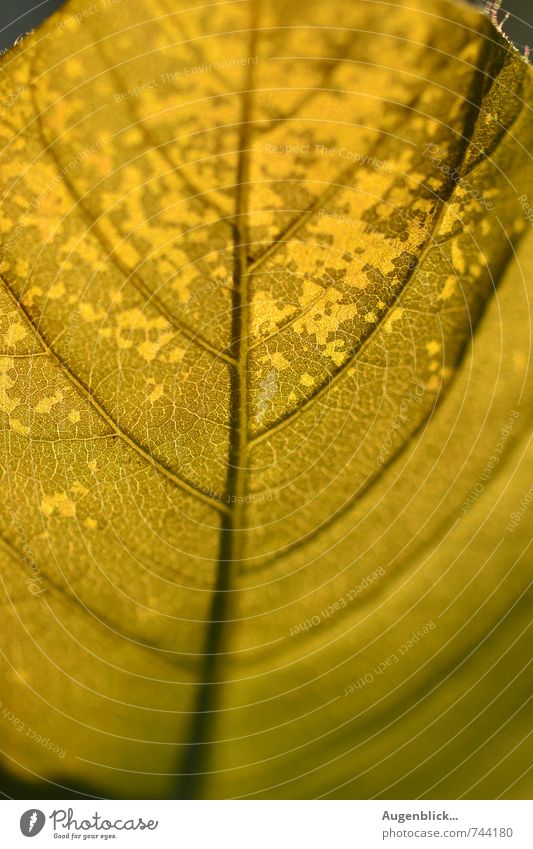 leuchtendes Geflecht... Umwelt Natur Schönes Wetter Blatt Grünpflanze gelb gold grün schön Vorsicht ruhig Zufriedenheit Farbfoto Nahaufnahme Dämmerung