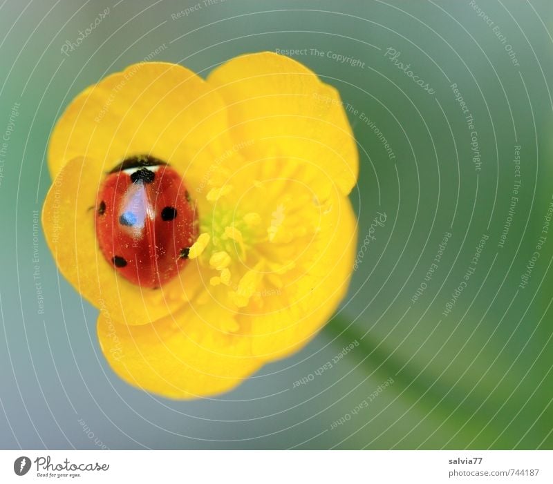 Geborgen harmonisch Wohlgefühl Zufriedenheit Erholung ruhig Meditation Valentinstag Muttertag Geburtstag Natur Pflanze Tier Frühling Sommer Blume Blüte Wiese