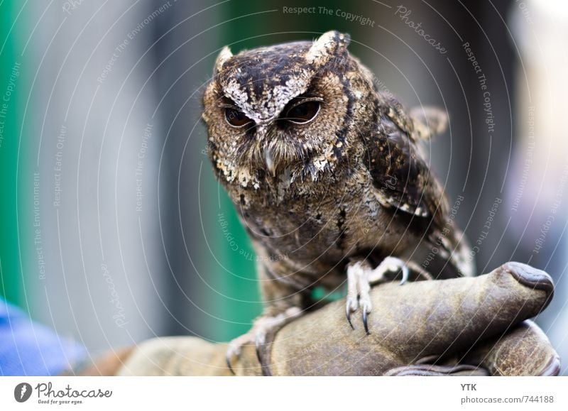 Kautz Tier Wildtier Tiergesicht Flügel Fell Krallen 1 Tierjunges entdecken hocken Jagd Wachsamkeit Erfahrung Schüchternheit Blick beobachten Falkner Tierzucht