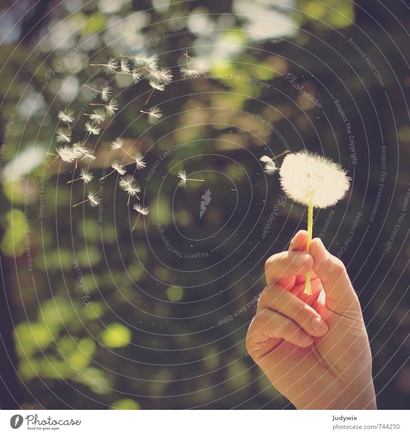 Die Reise beginnt Allergie harmonisch Sommer Sonne Hand Finger Umwelt Natur Pflanze Frühling Schönes Wetter Sträucher Löwenzahn Garten Park Wiese fliegen