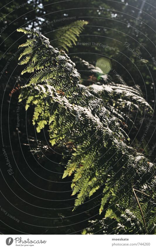 Farne im Wald Umwelt Natur Pflanze Sträucher Grünpflanze Wildpflanze grün Farbfoto Gedeckte Farben Außenaufnahme Tag Licht Schatten Kontrast