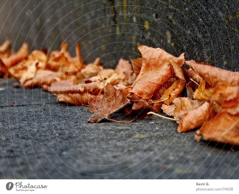 push zwängen Zusammensein nebeneinander Ecke Herbst Herbstfärbung Jahreszeiten kalt Winter Blatt Herbstlaub Kehren Stengel trocken Vergänglichkeit mehrfarbig