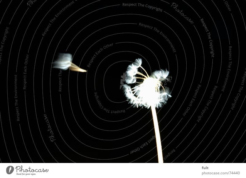 pusteblume1 Löwenzahn blasen ruhig Schwung schwarz weiß Makroaufnahme fliegen Wind Kontrast Dynamik