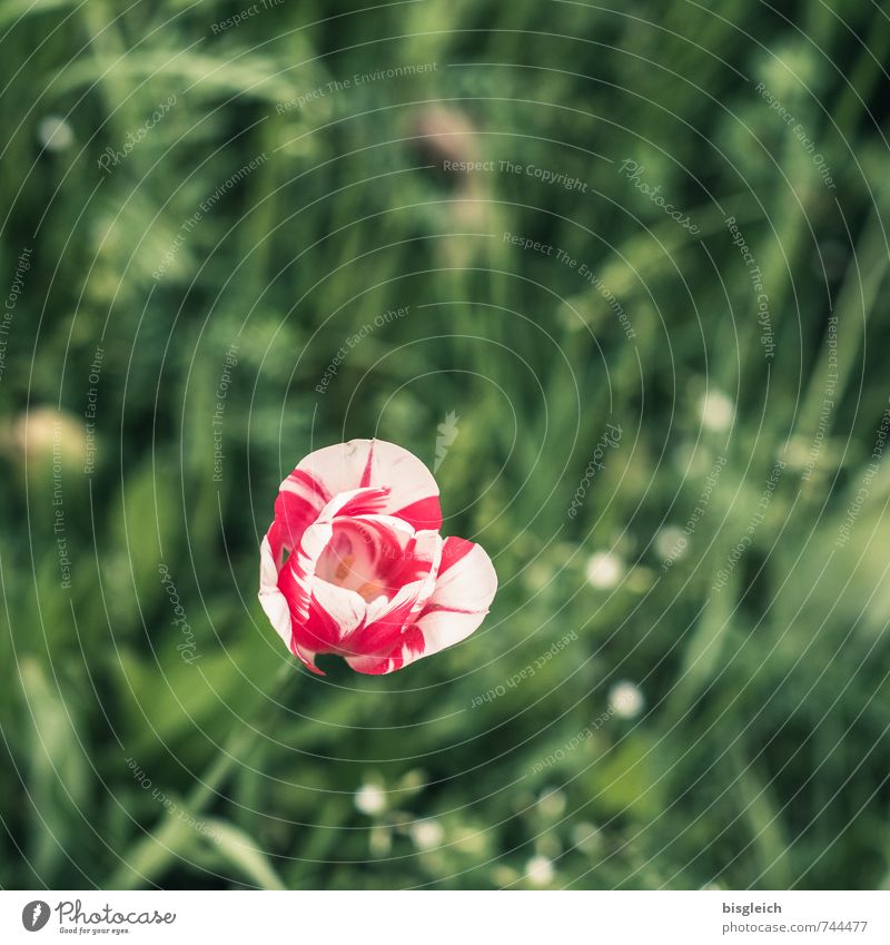 Tulipan Frühling Pflanze Blume Tulpe Blühend grün rot weiß Farbfoto Außenaufnahme Textfreiraum oben Tag Schwache Tiefenschärfe