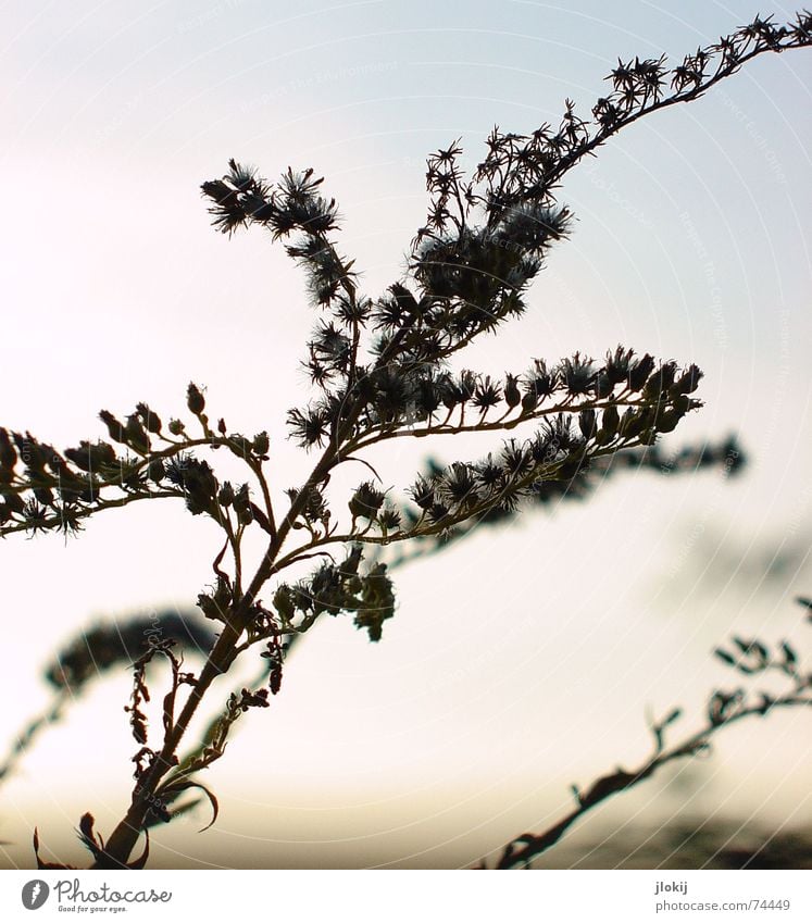 Fusselgras im Gegenlicht Gras hell-blau Abendsonne zart Pflanze Wiese Sommer Herbst kalt Unschärfe weich Sonnenuntergang Quaste Wachstum Blüte Licht Abzweigung