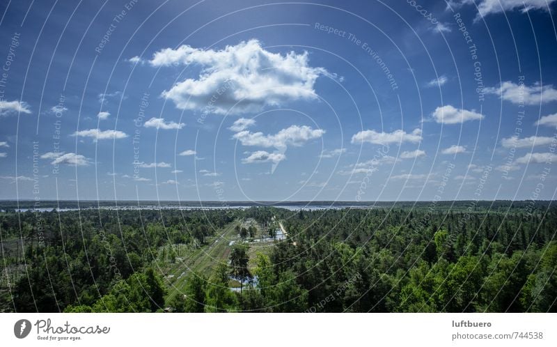 Bauernmoor Umwelt Natur Landschaft Pflanze Himmel Wolken Sommer Schönes Wetter Baum Sträucher Feld Wald Moor Sumpf grün Farbfoto Außenaufnahme Luftaufnahme Tag