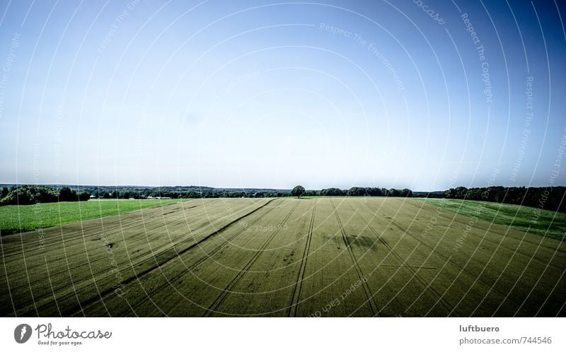 Eiche im Feld Natur Landschaft Pflanze Himmel Wolkenloser Himmel Sommer Baum Nutzpflanze blau Landwirtschaft Ackerbau Farbfoto Außenaufnahme Luftaufnahme Tag