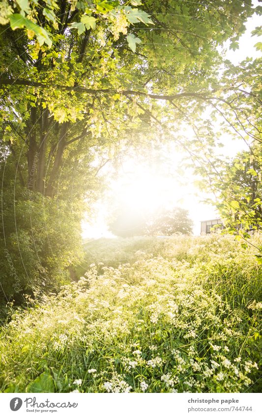 Lightleak Umwelt Natur Pflanze Sonne Sonnenlicht Frühling Sommer Schönes Wetter Baum Blume Gras Blatt Grünpflanze Park Blühend hell Wärme Frühlingsgefühle